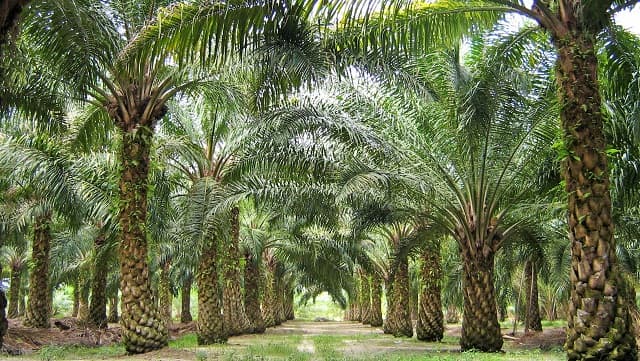 สวยปาล์ม