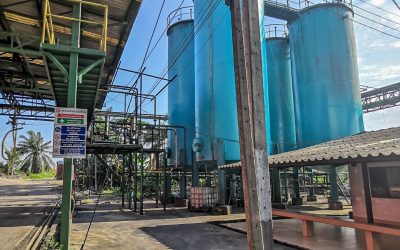 trang palm oil