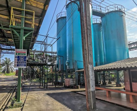 trang palm oil